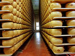 Parmigiano reggiano factory