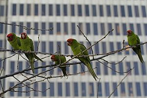 Parrots of telegraph hill