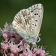 Polyommatus coridon male Lehrensteinsfeld 20080802 3