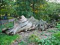 Queen Elizabeth's Oak in Greenwich Park (04)