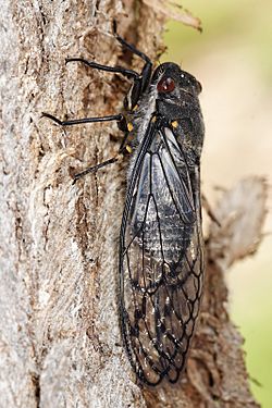 Redeye cicada02.jpg