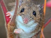 Rhus typhina-Peromyscus leucopus-female.jpg