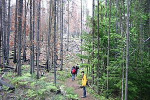 RockyPointTrailAsFirebreak