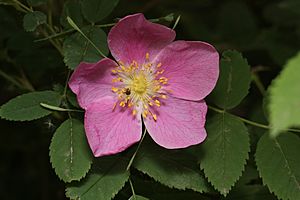 Rosa acicularis 8448