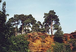 Sandy Warren, RSPB headquarters and Nature Reaserve - geograph.org.uk - 1512279.jpg