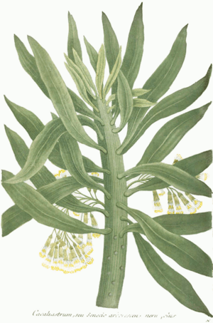 Senecio arborescens illustration.png