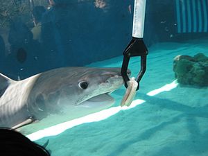 Shark Feeding