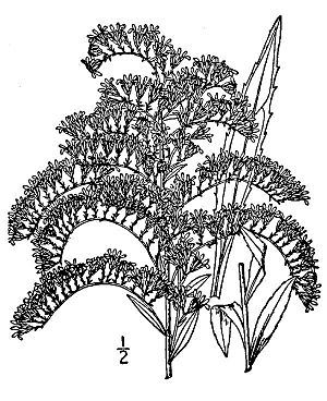 Solidago shortii.jpg