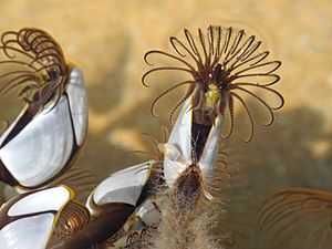 Southern Goose Barnacle