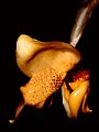 Stanhopea connata Orchi 001