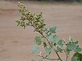 Starr 010206-0253 Chenopodium oahuense