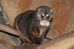 Stavenn Otter Civet (Cynogale bennettii).jpg