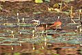 Sungrebe (Heliornis fulica) (7222522808)