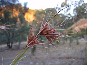 Themeda triandra - kangaroo grass.jpg