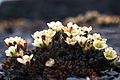 Tuftedsaxifrage-2