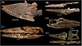 Tylosaurus spp. skulls