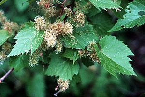 Vitis riparia (USDA) 2-3.jpg