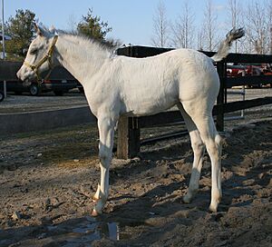 WeißgeborenerAppaloosa