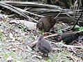 Weka & chicks (6706342973)