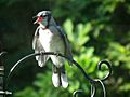 Young blue jay