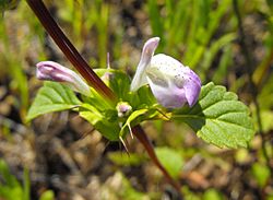 Acanthominthailicifolia1.jpg