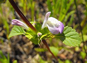 Acanthominthailicifolia1.jpg