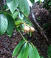 Aesculus pavia Texas