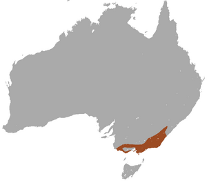 Agile Antechinus area.png