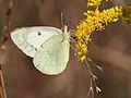 Albino Clouded Sulphur, MM158