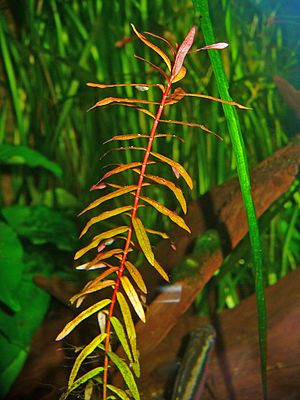 Ammannia senegalensis 001.JPG