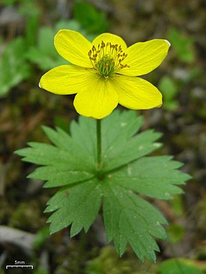 Anemone richardsonii.jpg