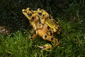 Atelopus zeteki mating