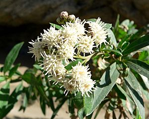 Baccharis salicifolia 1.jpg