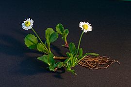 Bellis perennis full plant