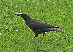 Black Currawong JCB