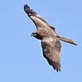 Black Kite Soaring KaniTop Mandi Mar19 D72 9919