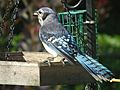 Blue jay