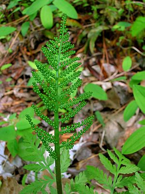 Botrychium virginianum spore-producing frond