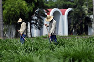 Brachiaria field in colombia