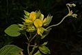 Broad-leaf Snoutbean (Rhynchosia latifolia), photographed on 22 May 2020, Polk County, Texas, USA, by William L. Farr