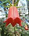 Canarina canariensis BotGardBln1105a