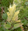 Castilleja unalaschensis 4351.png