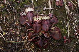 Cephalotus follicularis Hennern 3