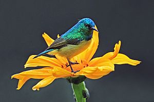 Collared sunbird (Hedydipna collaris) male.jpg