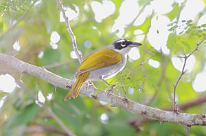 DR Black-crowned Palm-tanager2