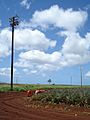 Dole Pineapple Plantation Field