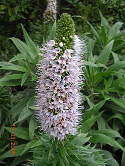 Echium virescens