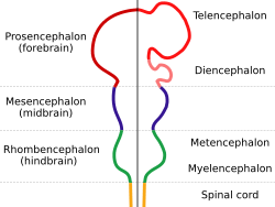 EmbryonicBrain.svg