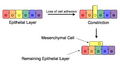 Epithelial–mesenchymal transition scheme