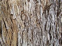 Eucalyptus bark